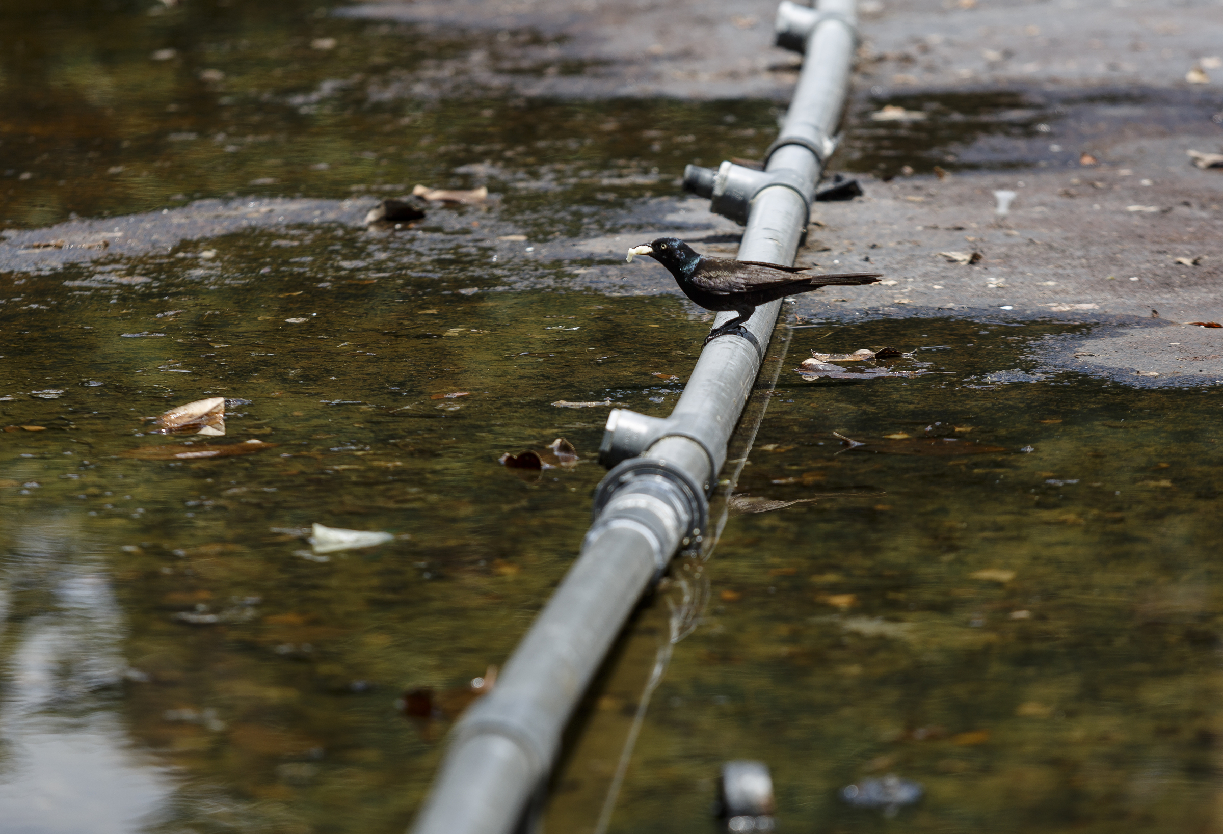 A bird stands on an exposed fountain pipe in the empty Miller Park fountain on Friday, June 9, 2017, in Chattanooga, Tenn. The park will be closing for extensive renovations.