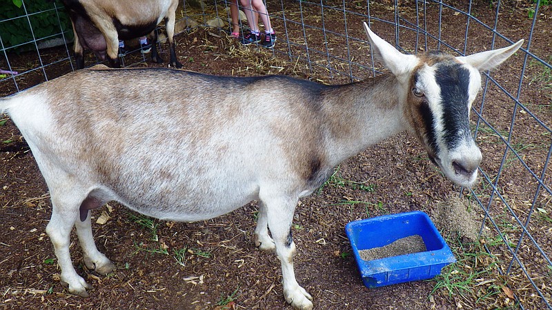 Ooltewah Nursery and Landscape Co.'s annual Dairy Goat Day celebration was inspired by National Dairy Goat Awareness Week.