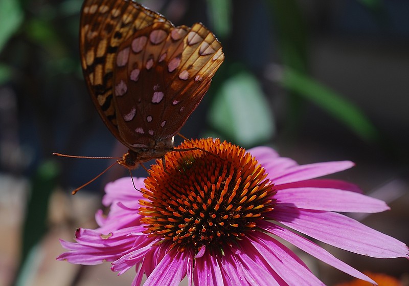 Butterfly and coneflower.