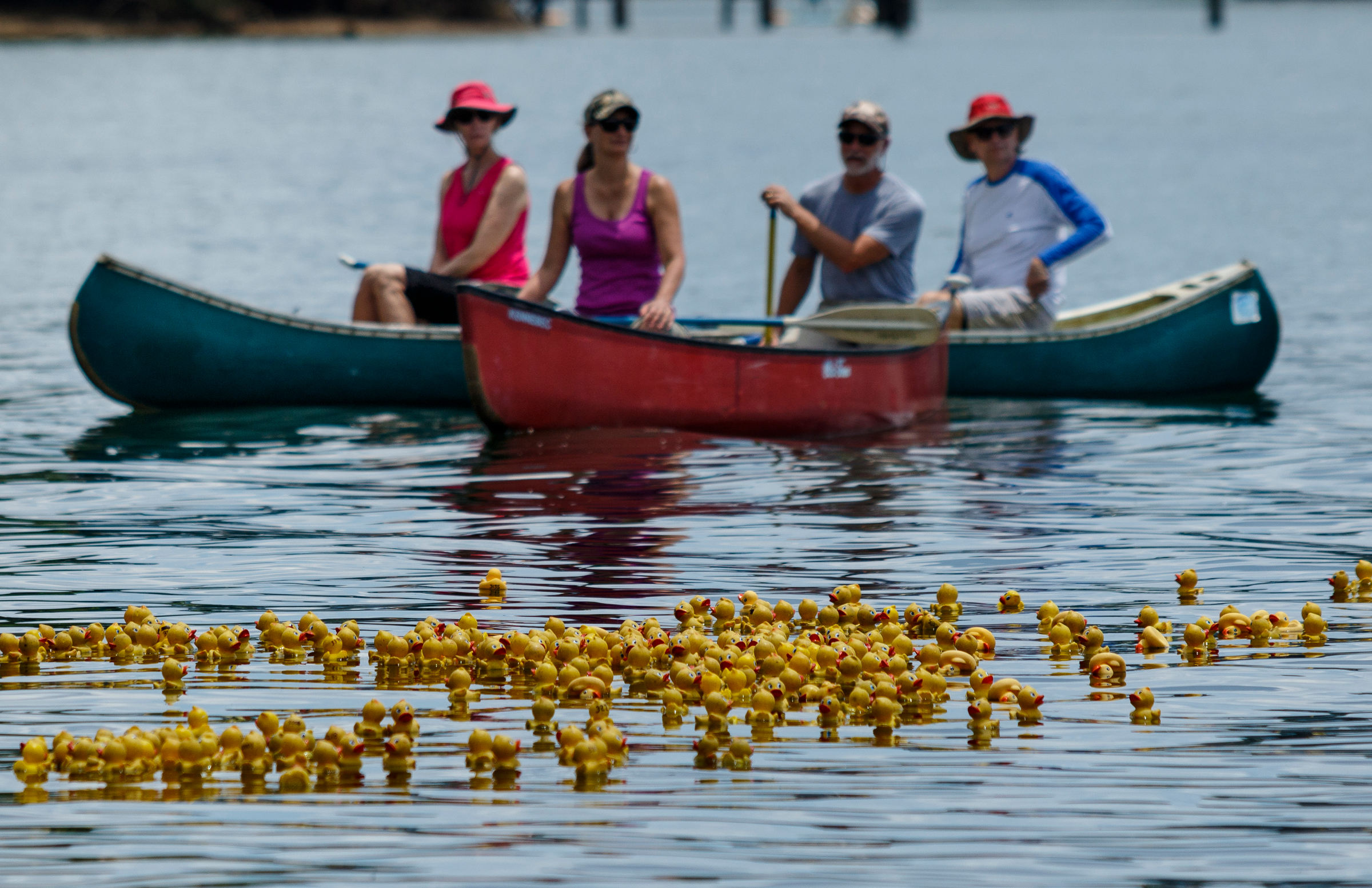 Volunteers in canoes watch as ducks drift downstream during the Great Kiwanis Duck Race on the Tennessee River on Saturday, June 17, 2017, in Chattanooga, Tenn. Thousands of rubber ducks were dropped from the Walnut Street Bridge to drift with the current downstream in a race to the finish, and proceeds for entries benefitted the Children's Advocacy Center of Hamilton County.