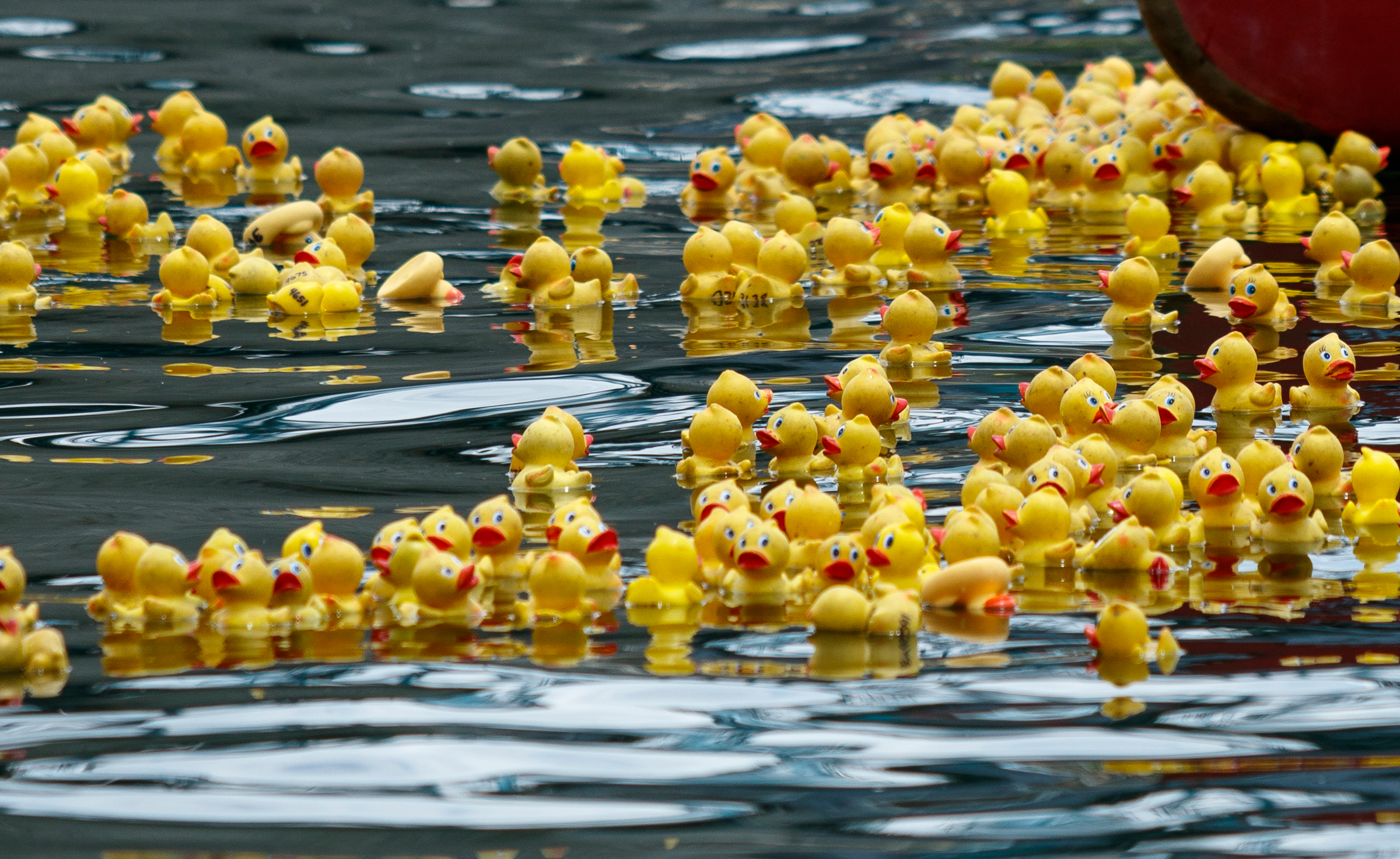 Rubber ducks drift on the Tennessee River during the Great Kiwanis Duck Race on Saturday, June 17, 2017, in Chattanooga, Tenn. Thousands of rubber ducks were dropped from the Walnut Street Bridge to drift with the current downstream in a race to the finish, and proceeds for entries benefitted the Children's Advocacy Center of Hamilton County.