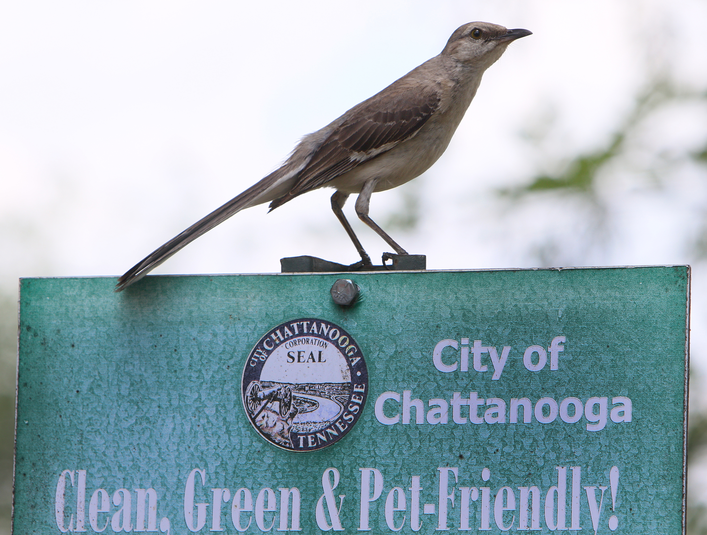 A bird sits on a City of Chattanooga sign as cleanup is underway at Ross's Landing in Chattanooga, Tenn., Sunday, June 18, 2017. After more than a week of performances during the Riverbend Festival, Riverbend is over and Riverfront Parkway is almost back to normal.