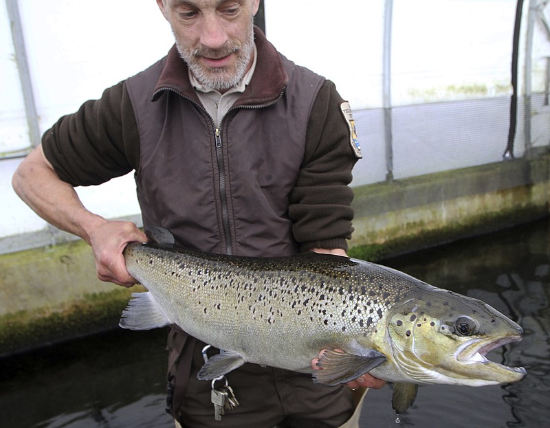 
              FILE - In this April 2, 2012 file photo, Michael West holds on to a 4-year-old Atlantic Salmon at the National fish Hatchery in Nashua, N.H. The New Brunswick, Canada-based Atlantic Salmon Federation says total estimated returns of the fish to North America in 2016 was a little more than a half million salmon. That is a 27 percent decrease from the previous year.  (AP Photo/Jim Cole, File)
            