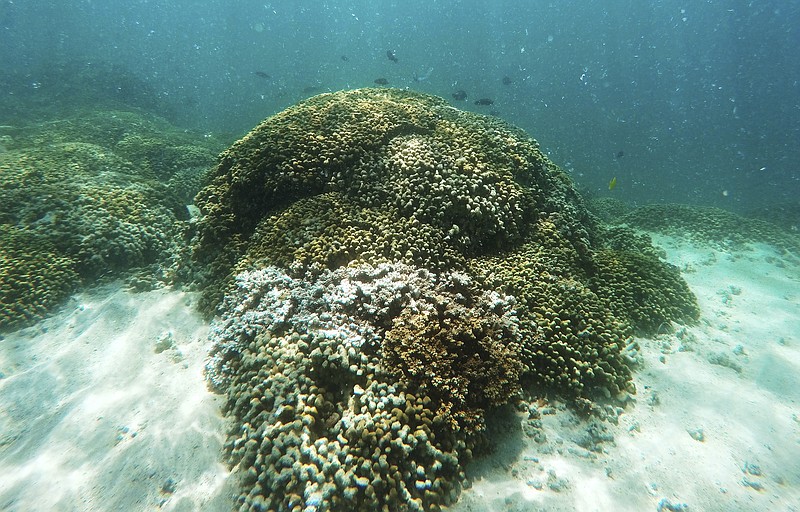 
              FILE - In this Oct. 26, 2015 file photo, fish swim over a patch of bleached coral in Hawaii's Kaneohe Bay off the island of Oahu. American scientists announced Monday, June 19, 2017, that a record global coral reef bleaching event has finally ended after three deadly years.
About three-quarters of the world’s delicate coral reefs were damaged or killed by hot water in what scientists say was the largest coral catastrophe in severity, time and amount of area affected. (AP Photo/Caleb Jones, File)
            