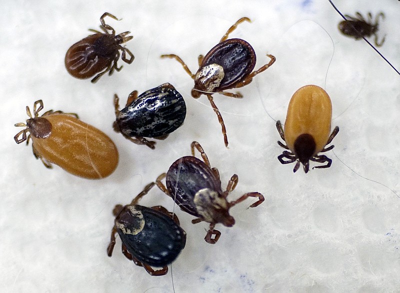 
              FILE - In this May 15, 2017 file photo, ticks are displayed that were collected by South Street Veterinary Services in Pittsfield, Mass.  Tick numbers are on the rise across New England this spring, raising the prospect of an increase in Lyme and other diseases.  (Ben Garver/The Berkshire Eagle via AP, File)
            