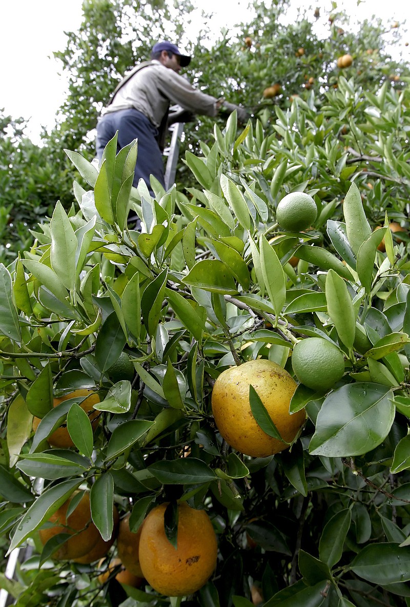 Ripe Valencia oranges wait to be picked as Juan Tinajero, 34, a legal immigrant from Mexico, gets the higher-up ones Friday, July 14, 2006, in Arcadia, Fla.