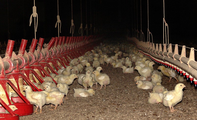 
              In this Tuesday, June 20, 2017 photo, 9-day-old chickens eat a mix of corn and soybeans and drink water inside a chicken house north of Plumerville, Ark. The house, and three others like it nearby, hold 30,000 birds each. When the chickens are 33 days old, they will be taken to a processing plant for slaughter and packaging. Tyson Foods says it will explore more-humane ways to kill the birds, and also that it is using a third-party to monitor videos from the plant to ensure the animals are treated properly. (AP Photo/Kelly P. Kissel)
            