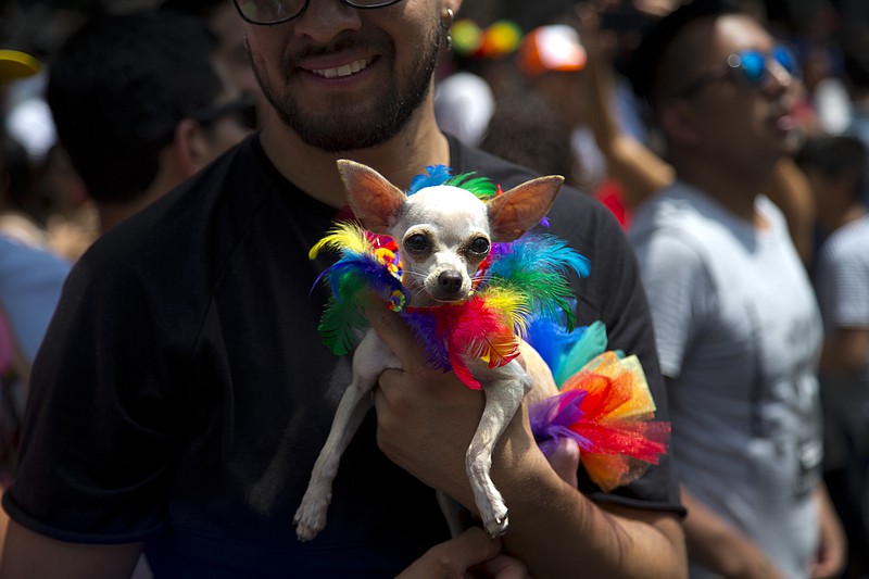 
              A reveler holds his dog as he takes part in Mexico City's gay pride parade, Saturday, June 24, 2017. Thousands marched down Paseo de la Reforma for one of the largest gay pride events in Latin America. (AP Photo/Eduardo Verdugo)
            