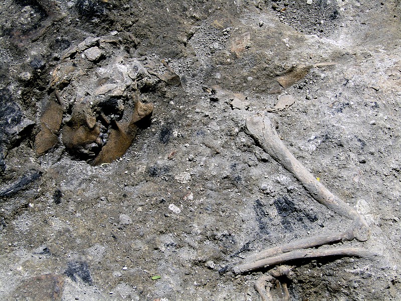 
              This photo made available Monday, June 26, 2017, by the Italian Culture Ministry, shows part of the 1,800-year-old skeleton of a dog, which apparently perished in a blaze in Rome. Archaeologists think the dog was trapped in a blaze that largely consumed a 3rd-century building that was unearthed while digging for Rome's new subway, and have dubbed it a “Pompeii-like scene” in Rome. (Italian Culture Ministry Via AP)
            