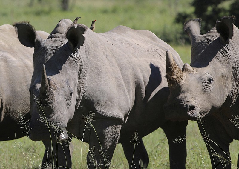 
              FILE - In this Wednesday, March 8, 2017 file photo, rhino are photographed at the Welgevonden Game Reserve in the Limpopo province, South Africa. A rhino breeder in South Africa is planning an online auction of rhino horn, capitilizing on a court ruling that opened the way to domestic trade despite concerns about poaching. (AP Photo/Renee Graham, File)
            