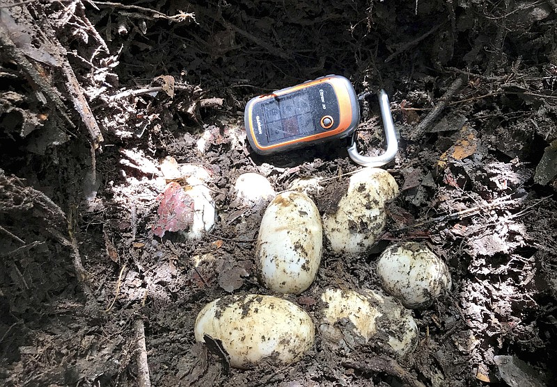 
              In this June 26, 2017, photo, a hand-held GPS device lays next to the eggs of a Siamese Crocodile to show scale in the southern province of Koh Kong, Cambodia. Wildlife researchers say they've found a clutch of eggs from one of the world's most endangered crocodiles, raising hopes of its continuing survival in the wild. (Wildlife Conservation Society via AP)
            