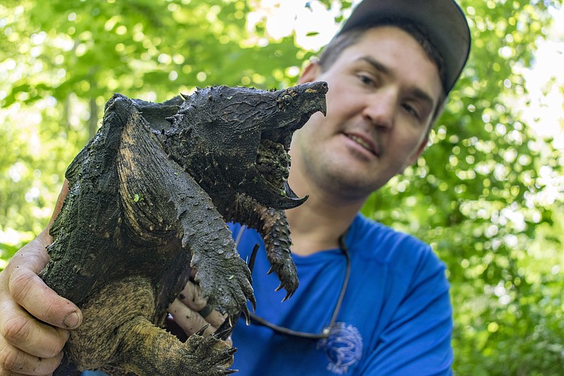ᠠ      Tennessee Aquarium Conservation Institute biologist Dr. Josh Ennen holds an Alligator Snapping Turtle recovered during field research in West Tennessee. Ennen and representatives from partner organizations are studying these turtles to determine whether they warrant designation as an endangered species. Credit: Casey Phillips / Tennessee Aquarium 