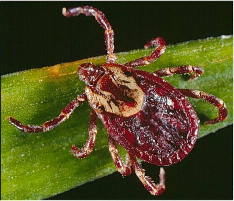 This undated photo provided by the Centers for Disease Control and Prevention shows an American dog tick. (AP Photo/Centers for Disease Control and Prevention)