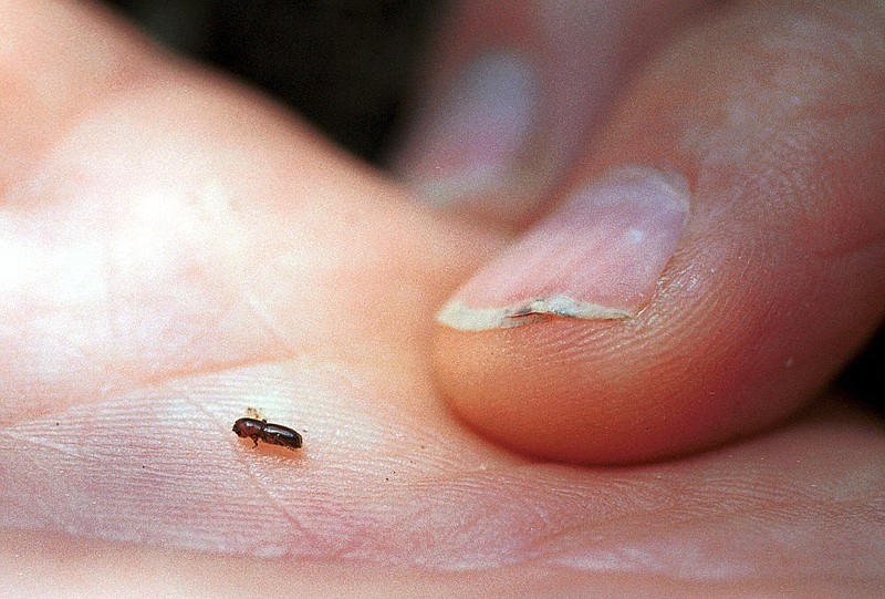 
              FILE - In this Tuesday, Sept. 14, 1999 file photo, Pavel Svihra, a horticultural advisor with the University of California, holds an ambrosia beetle in his palm in San Rafael, Calif. Researchers from Mississippi and Florida say a single fungus-farming beetle inadvertently imported to Georgia apparers to be the one and only source of a disease that has killed an estimated 300 million redbay trees and is threatening Florida's avocado groves. The beetle and its fungus arrived in Georgia in 2002, and their clones have spread west into Texas and north to North Carolina. (AP Photo/Eric Risberg)
            