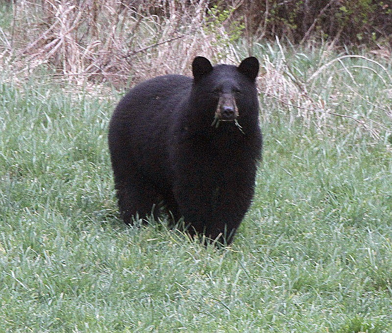 
              FILE - In this April 22, 2012 file photo, a black bear grazes in a field in Calais, Vt. A black bear attacked a 19-year-old staffer at a Colorado camp as he slept early Sunday, July 9, 2017. Black bears aren’t usually aggressive but they recently attacked a woman in a popular hiking area in Idaho and killed two people in Alaska.  (AP Photo/Toby Talbot/File)
            