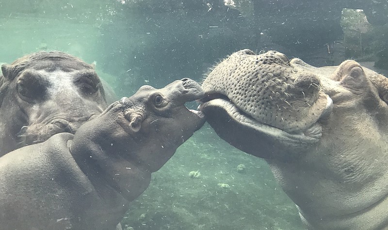 
              In this photo provided by the Cincinnati Zoo & Botanical Garden, Fiona, a baby Nile hippopotamus, born prematurely Jan. 24, 2017, swims outside for the first time with her father Henry, right, as her mother Bibi, left, watches in the pool of the zoo's Hippo Cove exhibit Tuesday, July 11, 2017, in Cincinnati. Zoo officials say Henry joined Bibi and Fiona before the zoo's public visiting hours Tuesday in their first supervised visit together as a trio. (Michelle Curley/Cincinnati Zoo & Botanical Garden via AP)
            