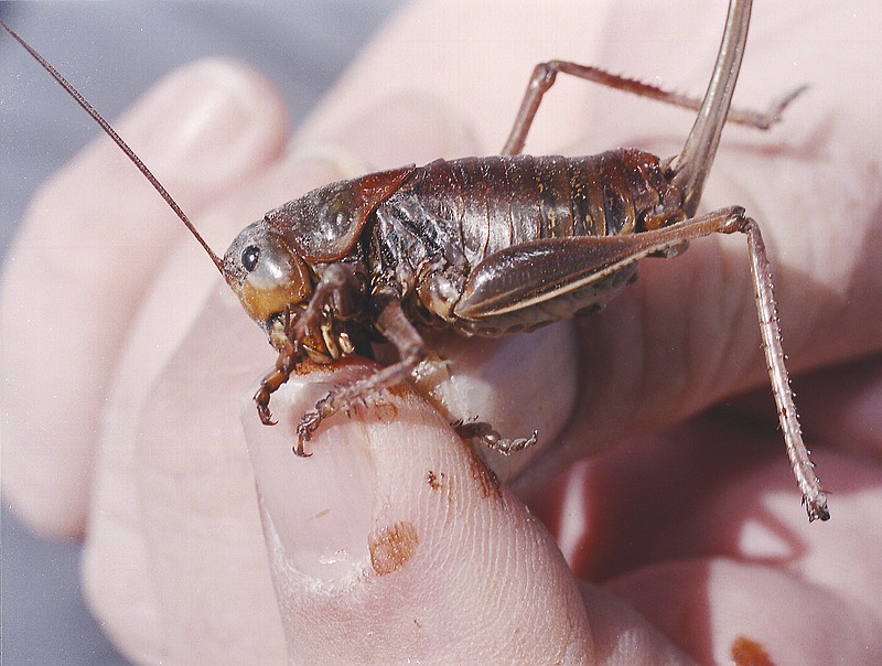
              FILE - In this June 10, 2003, file photo, Jeff Knight, an entomologist with the Nevada Department of Agriculture, holds a female Mormon cricket north of Reno, Nev. Farmers in the U.S. West face a creepy scourge every eight years or so: Swarms of ravenous insects that can decimate crops and cause slippery, bug-slick car crashes as they march across highways and roads. The 2017 swarms are affecting Idaho, Oregon, and other Western states. (AP Photo/Debra Reid, File)
            
