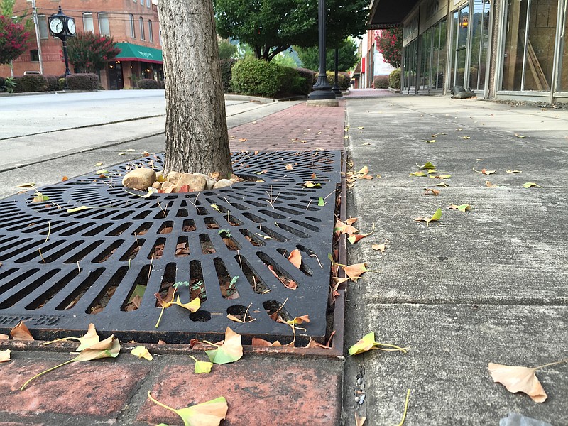 Attached photos of the ginkgo trees in downtown South Pittsburg. Some that have been cut down after they died, and some that are damaging the surrounding concrete.