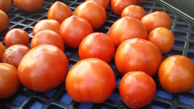 The Spotted Dog's Vegetables is one of several farms that sells tomatoes at the Ooltewah Farmers Market.