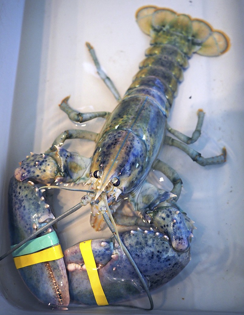 
              A rare blue lobster caught by local lobsterman,  Greg Ward,  is on display at the Seacoast Science Center in Rye, N.H., on Tuesday, July 18, 2017.   Ward initially thought he had snagged an albino lobster when he examined his catch off the coast Monday where New Hampshire borders Maine. The Rye lobsterman quickly realized his hard-shell lobster was a unique blue and cream color.  [Rich Beauchesne/Portsmouth Herald via AP)
            