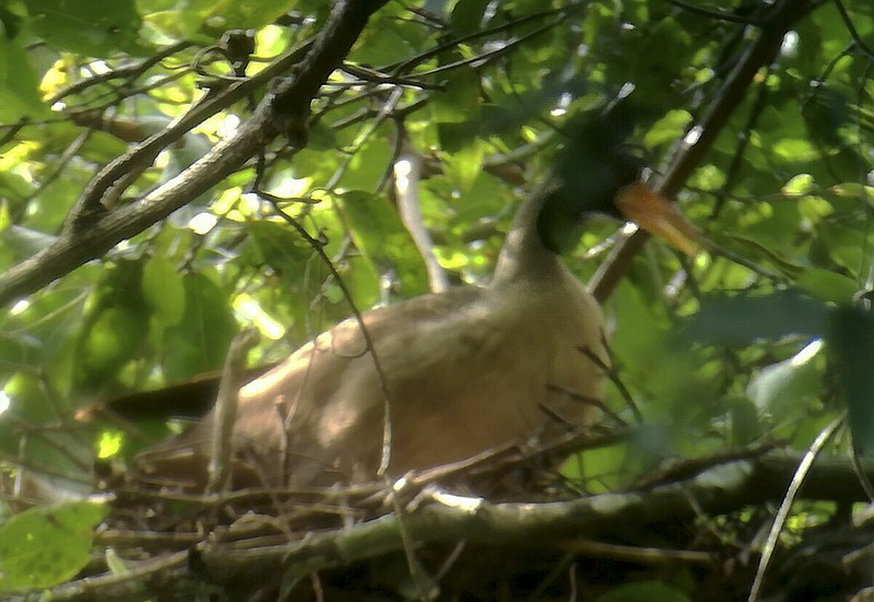 
              In this undated photo provided by Wildlife Conservation Society, a Masked Finfoot sits on a nest in Preah Vihear Province, Cambodia. The New York-based Wildlife Conservation Society said in a statement on Thursday, July 20, 2017 that its researchers, along with conservationists from Environment Ministry and local residents, found a nest of Masked Finfoot, along the Memay river in the Kulen Promtep Wildlife Sanctuary in Cambodia's northern Preah Vihear Province. It said the site is the only confirmed breeding location in Cambodia for this very rare species. (Wildlife Conservation Society via AP)
            