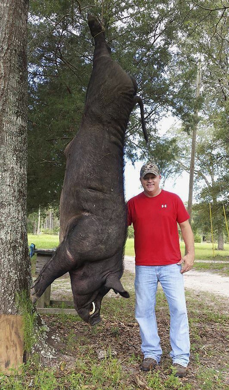 In this Tuesday, July, 11, 2017, photo provided by Wade Seago, the taxidermist stands next to a dead hog in Samson, Ala. Seago shot and killed the 820-pound animal with his .38-caliber handgun and plans to mount the head and shoulders. (Courtesy of Wade Seago via AP)

