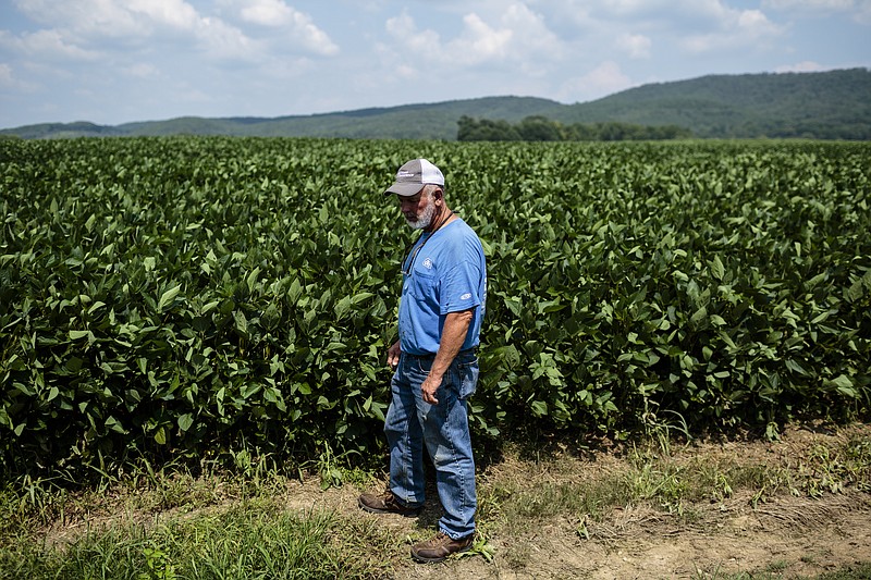 Alan Scoggins walks past a field of soybeans on the Scoggins family farm on Friday, July 21, 2017, in LaFayette, Ga. Last year, the farm's yield was badly impacted by an exceptionally dry summer, and this year's wet weather has also effected the amount of soybeans they could plant.
