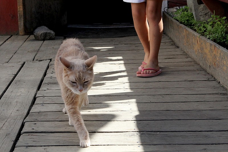 
              FILE - In a May 29, 2016 file photo, Stubbs, the honorary feline mayor of Talkeetna, Alaska, walks out of the West Rib Bar and Grill. Stubbs was found dead by his owners Friday, July 21, 2017, at the age of 20. Talkeetna, a town with a population of about 900, elected the yellow cat mayor in a write-in campaign in 1998. There is no human mayor in the town. (AP Photo/Mark Thiessen, File)
            