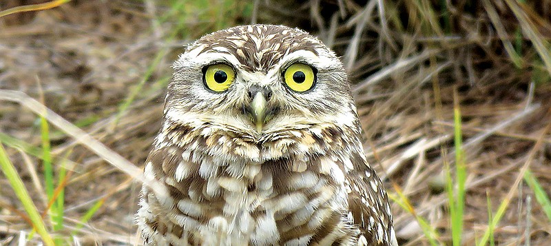 A burrowing owl (Athene cunicularia)