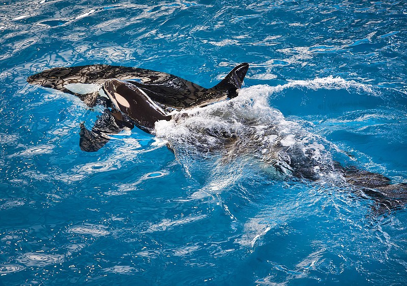 
              FILE- In this April 19, 2017, image provided by SeaWorld Parks & Entertainment orca Takara helps guide her newborn, Kyara, to the water's surface at SeaWorld San Antonio in San Antonio. Kyara was the final killer whale born under SeaWorld’s former orca-breeding program. The Orlando-based company says 3-month-old Kyara died on Monday, July 24, 2017. (Chris Gotshall/SeaWorld Parks & Entertainment via AP, File)
            