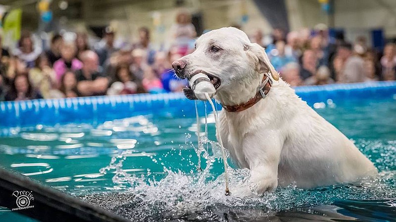 ESPN's having a Dog Day, which gives us a good a reason as any to post a  bunch of photos of dogs