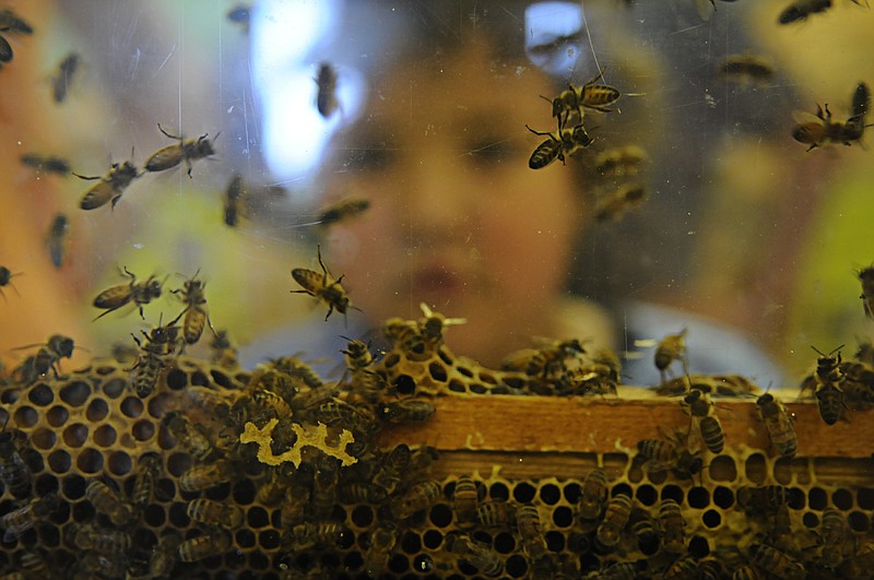 A visitor to the Creative Discovery Museum looks into the Observation Hive during a previous Honey Harvest.