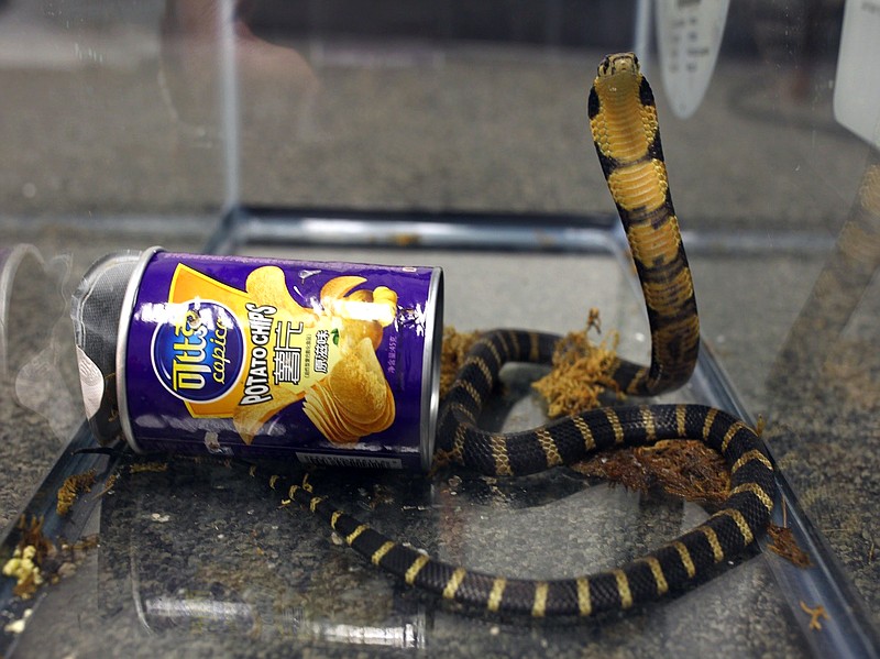 
              This undated photo provided by U.S. Fish and Wildlife shows a king cobra hidden in a potato chip can that was found in the mail in Los Angeles. Prosecutors say Customs and Border Protection officers found three live king cobra snakes while inspecting a package that was mailed from Hong Kong in March, 2017. Rodrigo Franco was charged Tuesday, July 25, 2017, with illegally importing merchandise. (U.S. Fish and Wildlife via AP)
            