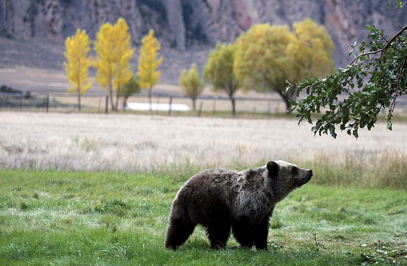 FILE - In this Sept. 25, 2013, file photo, a grizzly bear cub searches for fallen fruit beneath an apple tree a few miles from the north entrance to Yellowstone National Park in Gardiner, Mont.  (Alan Rogers/The Casper Star-Tribune via AP, file)
            