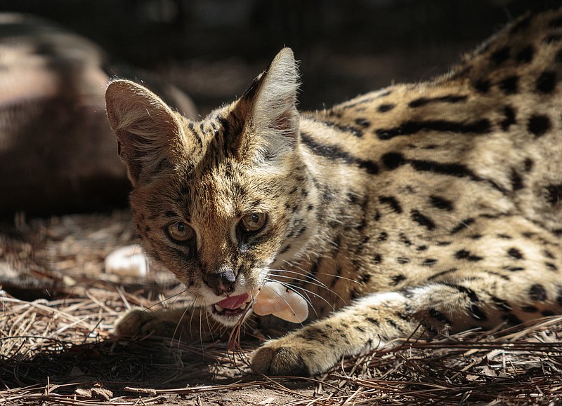 Visitors at the Chattanooga Zoo's 80th birthday party on Saturday afternoon will see animals such as this serval, which is keeping cool with a frozen shrimp treat.