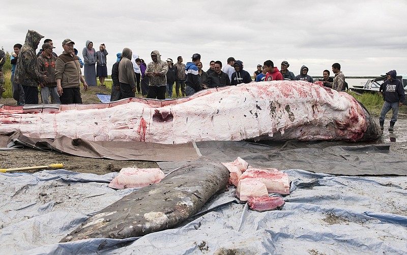 
              In this Saturday, July 29, 2017, photo provided by Kyuk Public Media, a gray whale killed in the Kuskokwim River is butchered and the meat and blubber distributed in Napaskiak, Alaska. Local residents in boats chased the massive animal, peppering it with gunfire and harpoons before it died and sunk to the bottom of the river, where it was later retrieved and cut up for distribution among Alaska Native villages. Federal officials are investigating what they say appears to be the unauthorized harvest of a gray whale. (Katie Basile/ KYUK Public Media via AP)
            