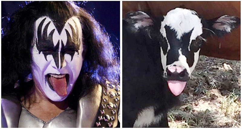 This July 28, 2017, photo at right, provided by Heather Taccetta in Kerrville, Texas, shows a newborn calf named Genie, with facial marking that resemble Gene Simmons, the bass player for the rock group KISS, shortly after its birth in Kerrville. On Sunday, July 31, 2017, Simmons, shown in an April 5, 2009, file photo, tweeted his admiration for the calf. (Heather Taccetta via AP, right), (AP Photo/Natacha Pisarenko, left)