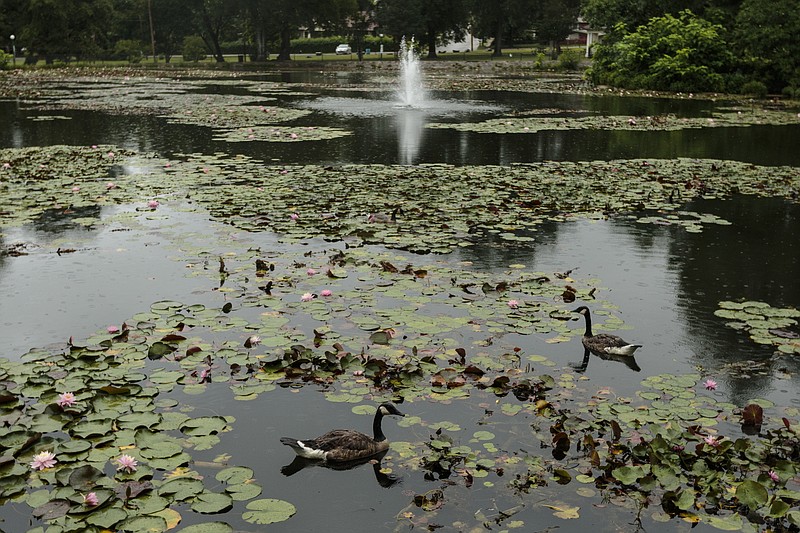 The pond in East Lake Park is seen on Thursday, June 22, 2017, in Chattanooga, Tenn. Chattanooga Public Works has reached the design phase for renovations to the historic park.