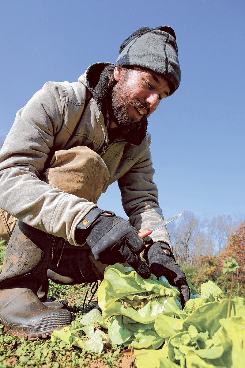 Blake Harris picks cabbages at Crabtree Farms in this file photo from November 2014. (Staff file photo by Doug Strickland)