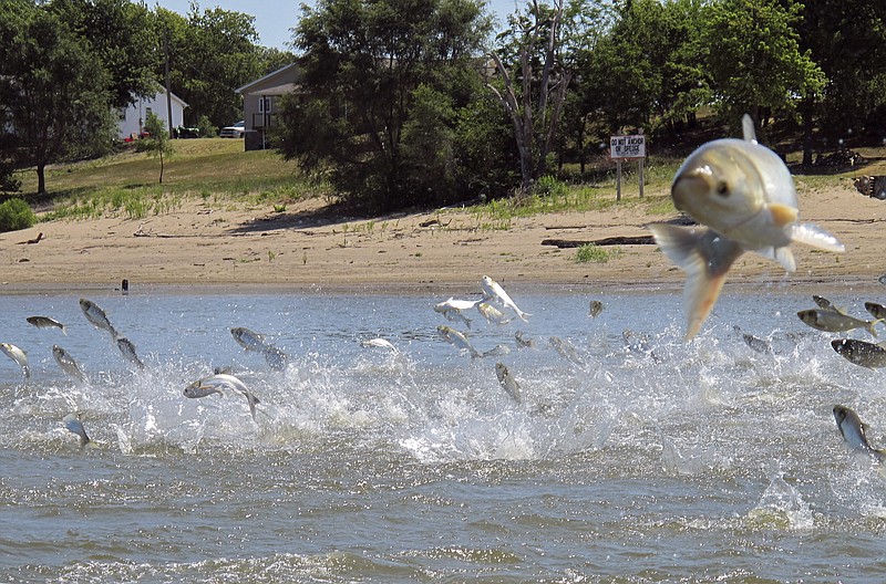 
              FILE - In this June 13, 2012 file photo, Asian carp, jolted by an electric current from a research boat, jump from the Illinois River near Havana, Ill. The U.S. Army Corps of Engineers is preparing to release a draft report expected out Monday, Aug. 7, 2017, on possible measures at a crucial site in Illinois that could prevent invasive Asian carp from reaching Lake Michigan. AP Photo/John Flesher, File)
            