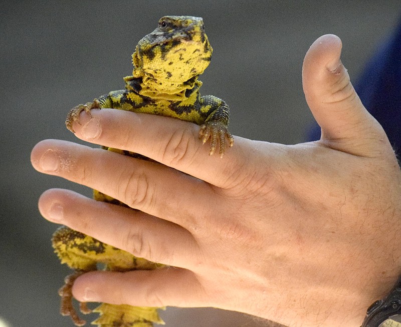 A yellow uro lizard hangs on the hand of dealer Damian Mason from Fort Pierce, Fla., during the spring Repticon held at Camp Jordan.