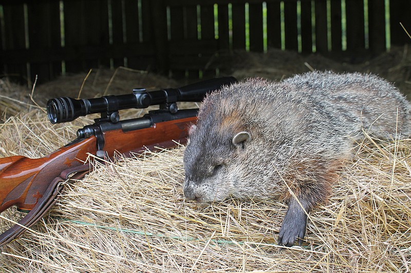 Remington is among the companies that have produced rifles and ammunition designed for hunting varmint such as the groundhog pictured.