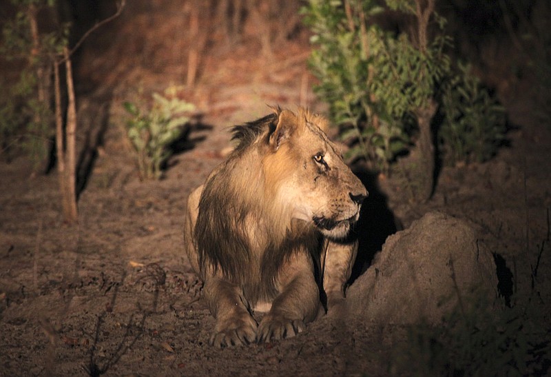 
              This photo taken on Sunday, April 3, 2011 and released by Panthera shows an adult male lion during a joint Panthera/DPN (Direction des Parcs Nationaux) lion survey in Niokolo-Koba National Park in south eastern Senegal. Senegal's Niokolo-Koba National Park is home to fewer than 50 lions after years of poaching decimated not only them but also their prey. Conservationists are launching a new fund they hope will save lions from going extinct, particularly in West Africa. Only about 400 lions remain in the region out of the total 20,000 worldwide. The Lion Recovery Fund is getting startup contributions from the Leonardo DiCaprio Foundation. (Philipp Henschel/Panthera via AP)
            