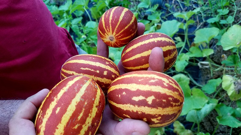 Russian heirloom melons from 2 Angels Mushroom Farm.