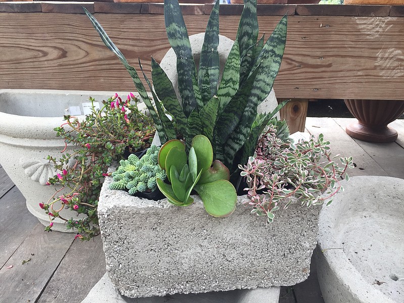 Barbie Baldwin, perennial grower for Signal Mountain Nursery, is leading a workshop at the nursery in which she'll teach participants to craft their own containers from hypertufa, a man-made rock with the durability of cement but which is much lighter. (Contributed photos)