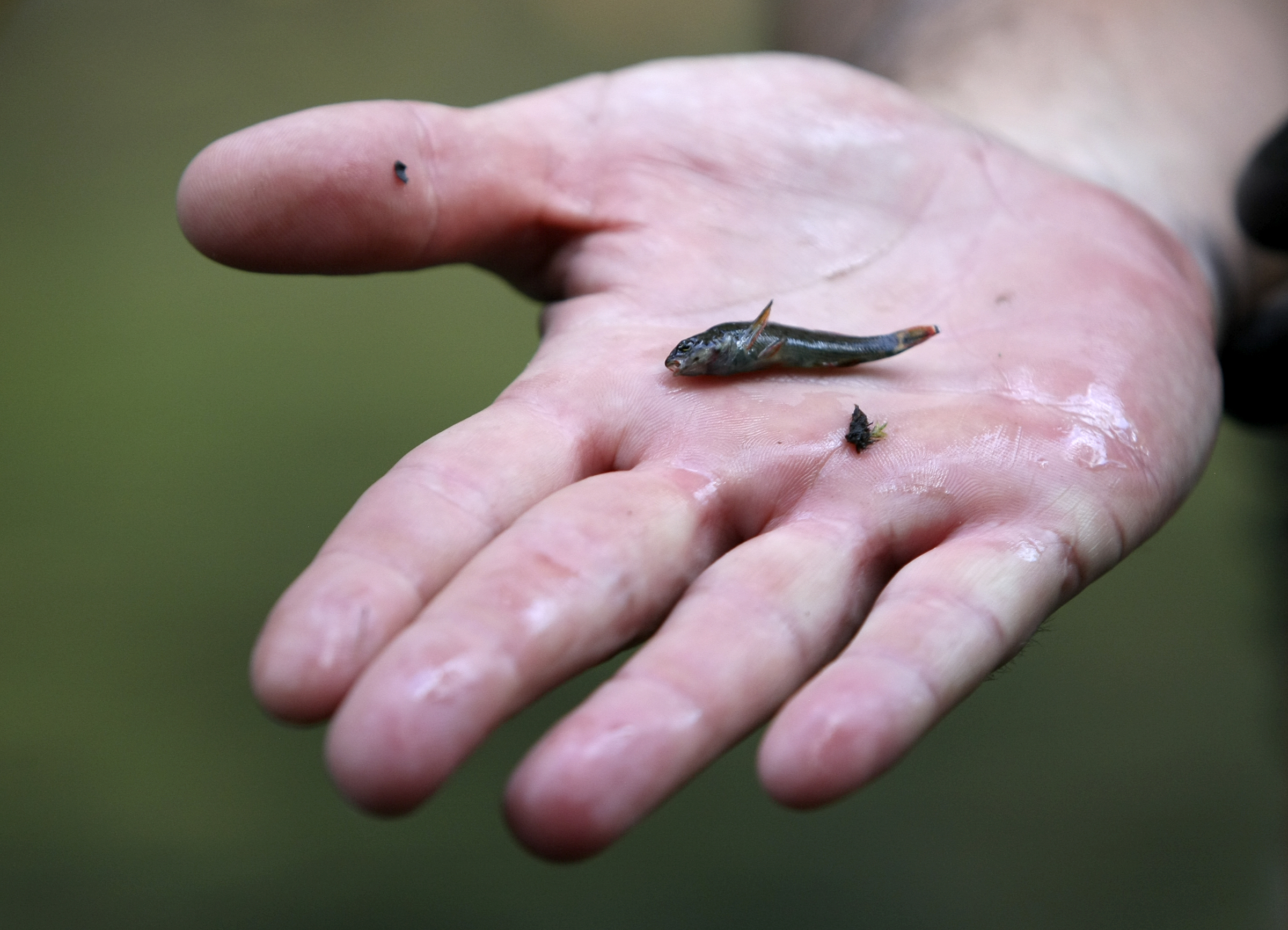 TVA Aquatic Zoologist Jeff Simmons holds a redline darter that was caught as part of an electrofishing aquatic survey in North Chickamauga Creek on Tuesday, Aug. 15, in Hixson, Tenn. Aquatic conservationists using a combination of tools, including a backpack electrofisher, to survey the health of area waterways and their inhabitants.