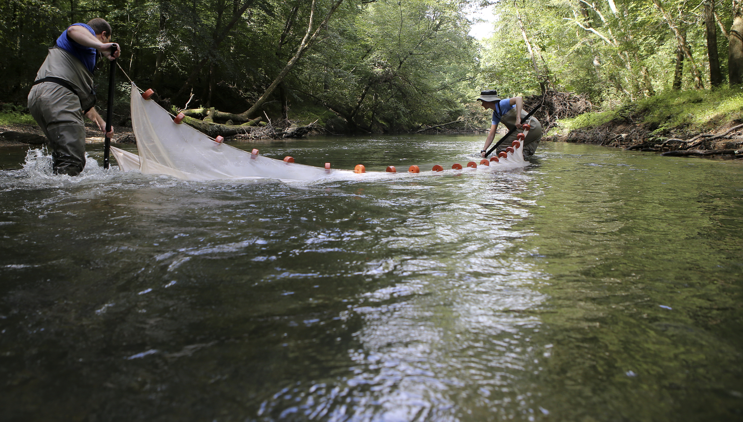 Tennessee Wildlife Resources Agency Assistant Chief of Fisheries Jason Henegar, left, and TVA Biologist-Fisheries Susan Malone drag a seine net through the water in North Chickamauga Creek as part of an aquatic survey on Tuesday, Aug. 15, in Hixson, Tenn. Aquatic conservationists using a combination of tools, including a backpack electrofisher, to survey the health of area waterways and their inhabitants.