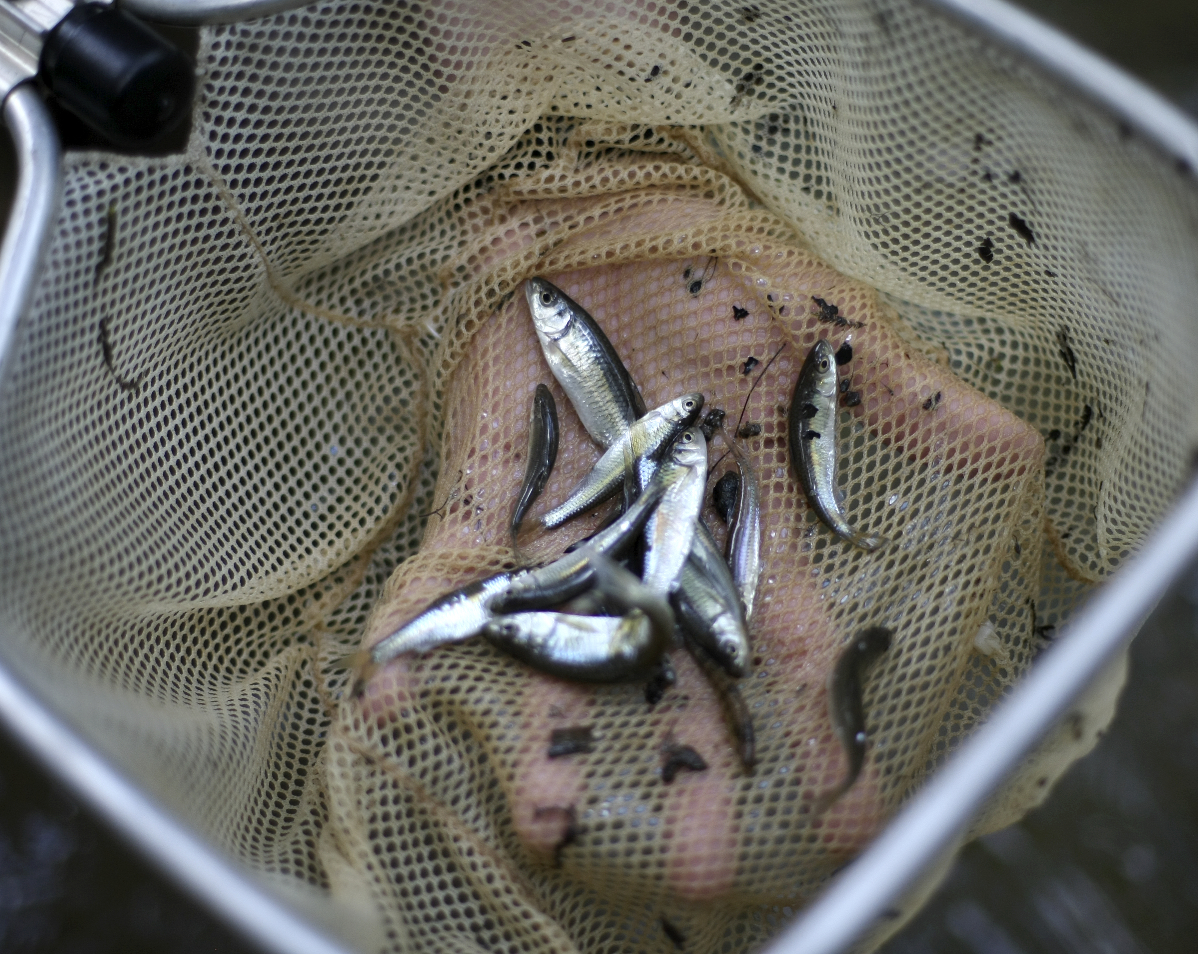 TVA Aquatic Zoologist David Matthews shows fish caught as part of an aquatic survey in North Chickamauga Creek on Tuesday, Aug. 15, in Hixson, Tenn. Aquatic conservationists using a combination of tools, including a backpack electrofisher, to survey the health of area waterways and their inhabitants.