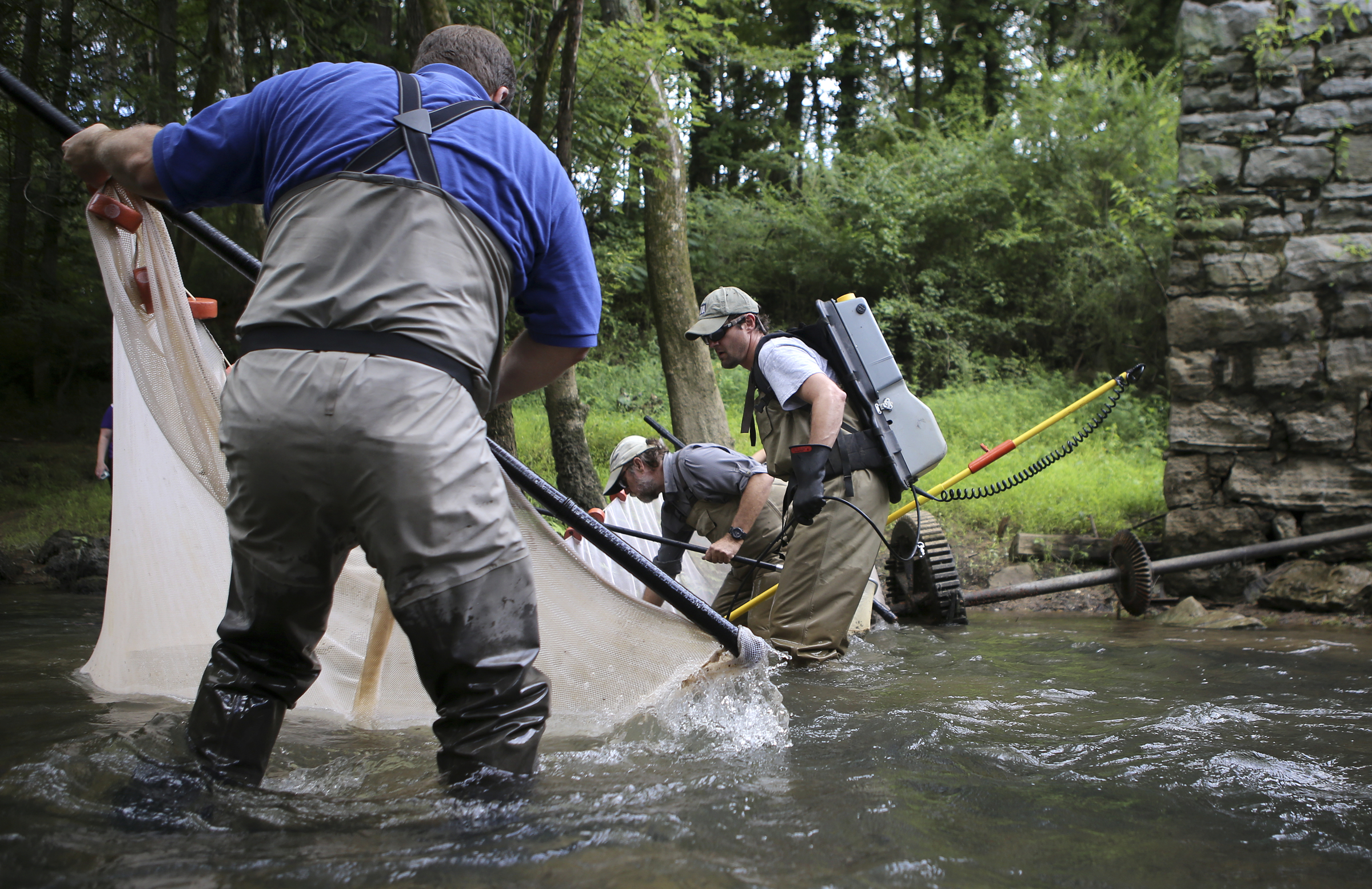 Tennessee Wildlife Resources Agency Assistant Chief of Fisheries Jason Henegar, left, TVA Aquatic Zoologist David Matthews and TVA Aquatic Zoologist Jeff Simmons inspect the seine net after the water was combed with a backpack electrofisher in North Chickamauga Creek on Tuesday, Aug. 15, in Hixson, Tenn. Aquatic conservationists using a combination of tools, including a backpack electrofisher, to survey the health of area waterways and their inhabitants.