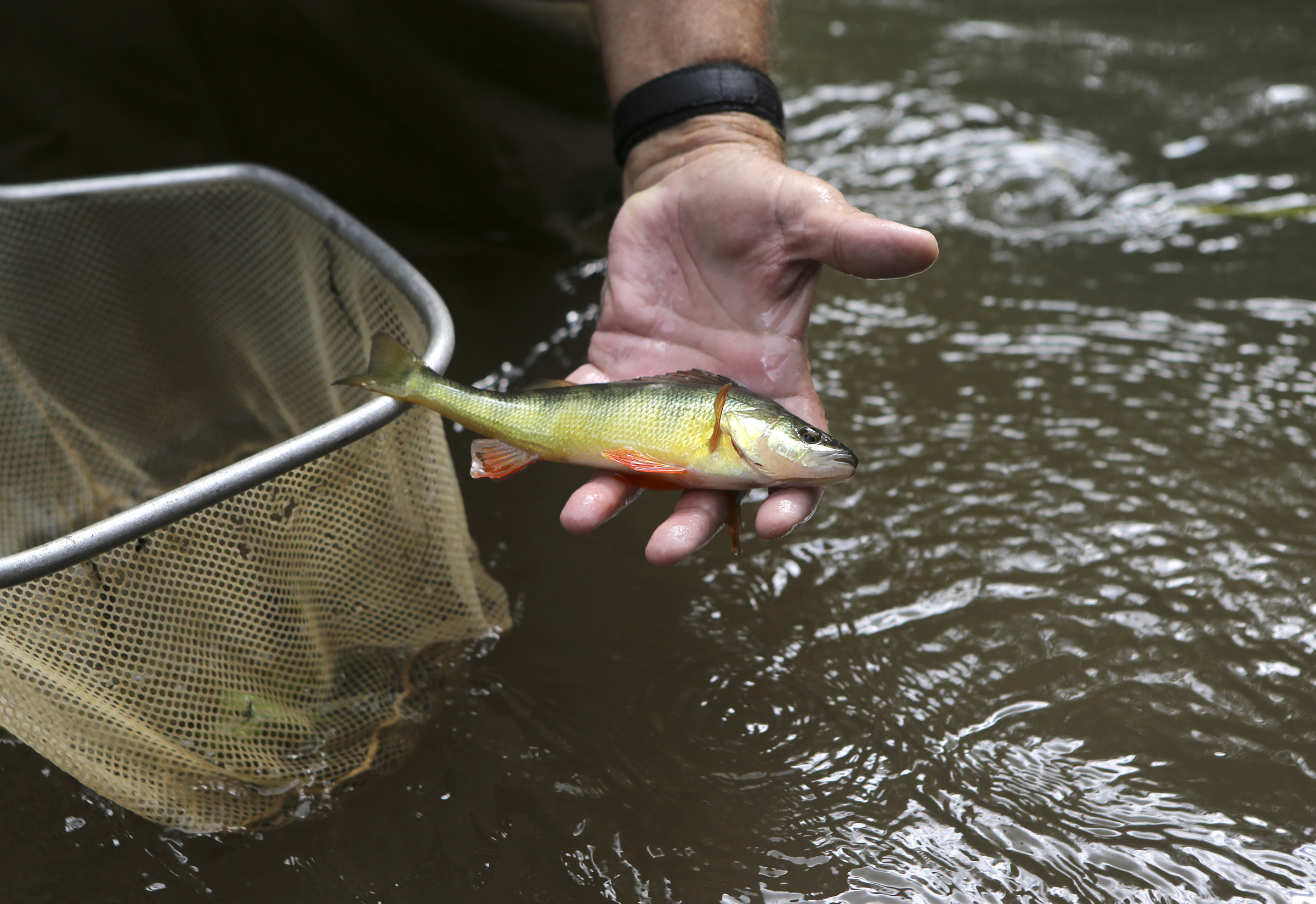 TVA Aquatic Zoologist David Matthews holds a yellow perch caught during an aquatic survey in North Chickamauga Creek on Tuesday, Aug. 15, in Hixson, Tenn. Aquatic conservationists using a combination of tools, including a backpack electrofisher, to survey the health of area waterways and their inhabitants.